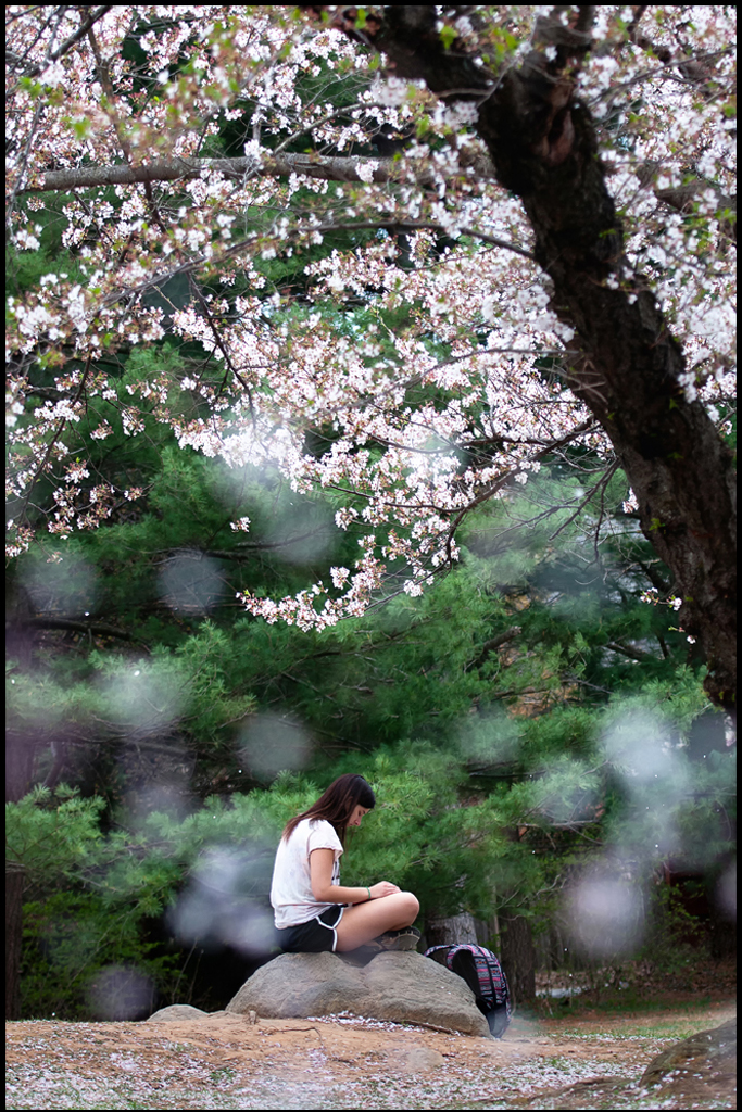 김세나_흩날리는 벚꽃.jpg